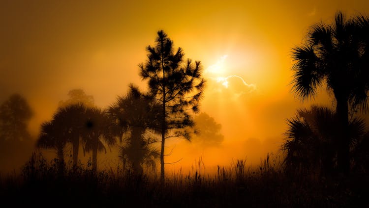 Trees Silhouettes On Orange Sky Background At Sunset