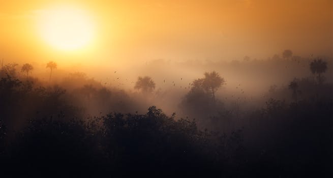 A breathtaking view of a misty forest at dawn with birds silhouetted against the rising sun.