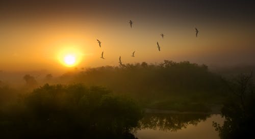 Birds Flying over Water on Sunset