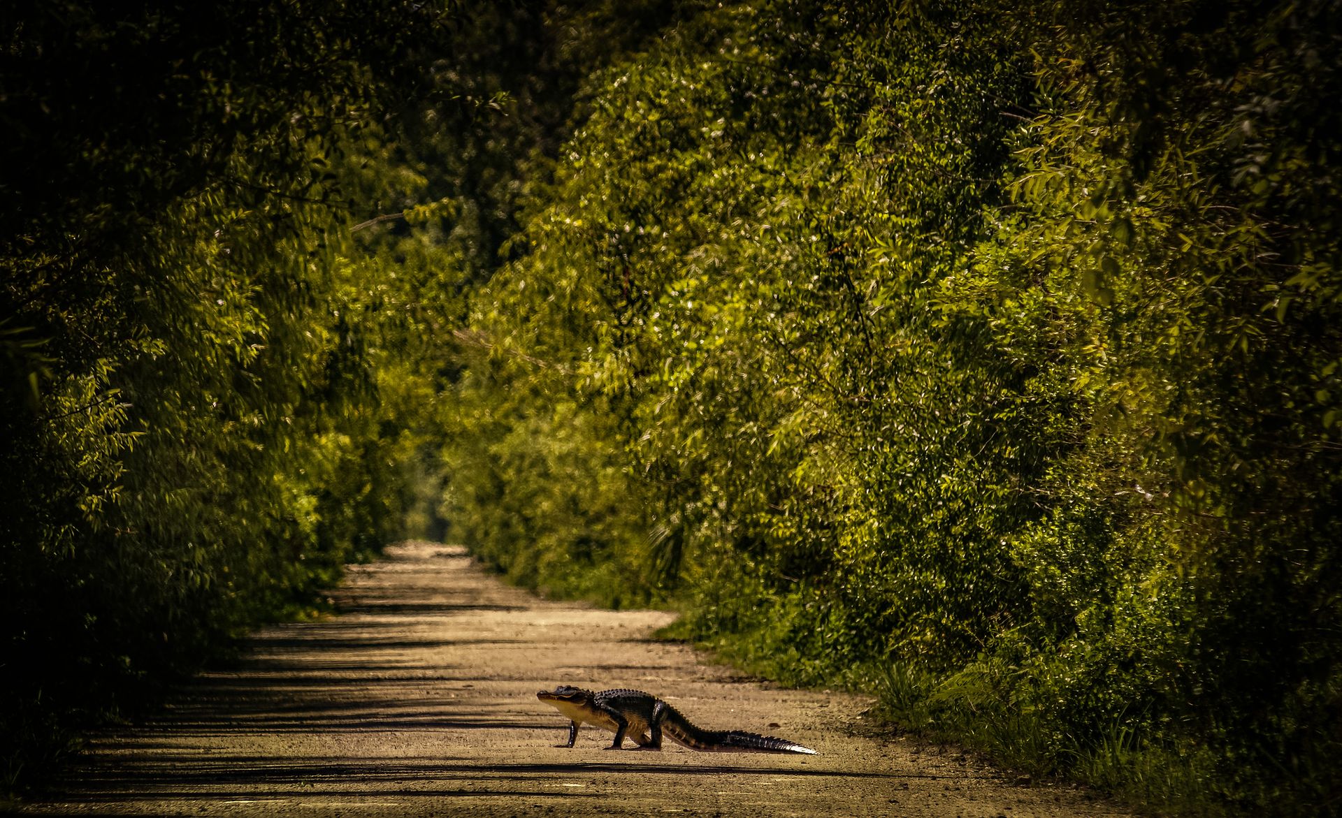 An alligator walks across a forest path surrounded by lush greenery, capturing wildlife in its natural habitat.