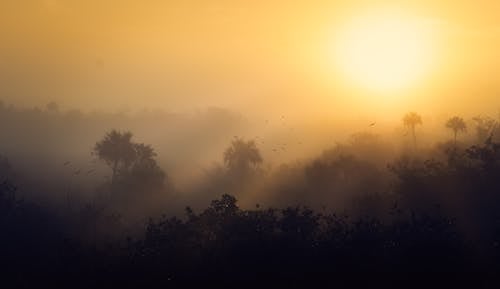 Silhouette of Trees on a Foggy Sky during Sunset