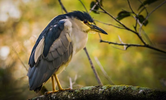 A detailed close-up of a night heron perched on a mossy branch outdoors.