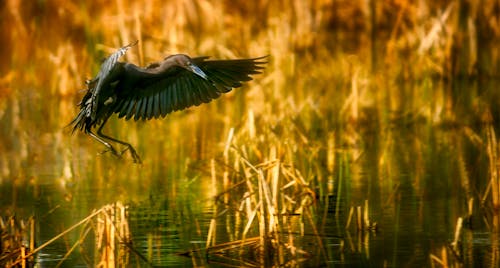 Black Heron Bird Flying Over Lake Water
