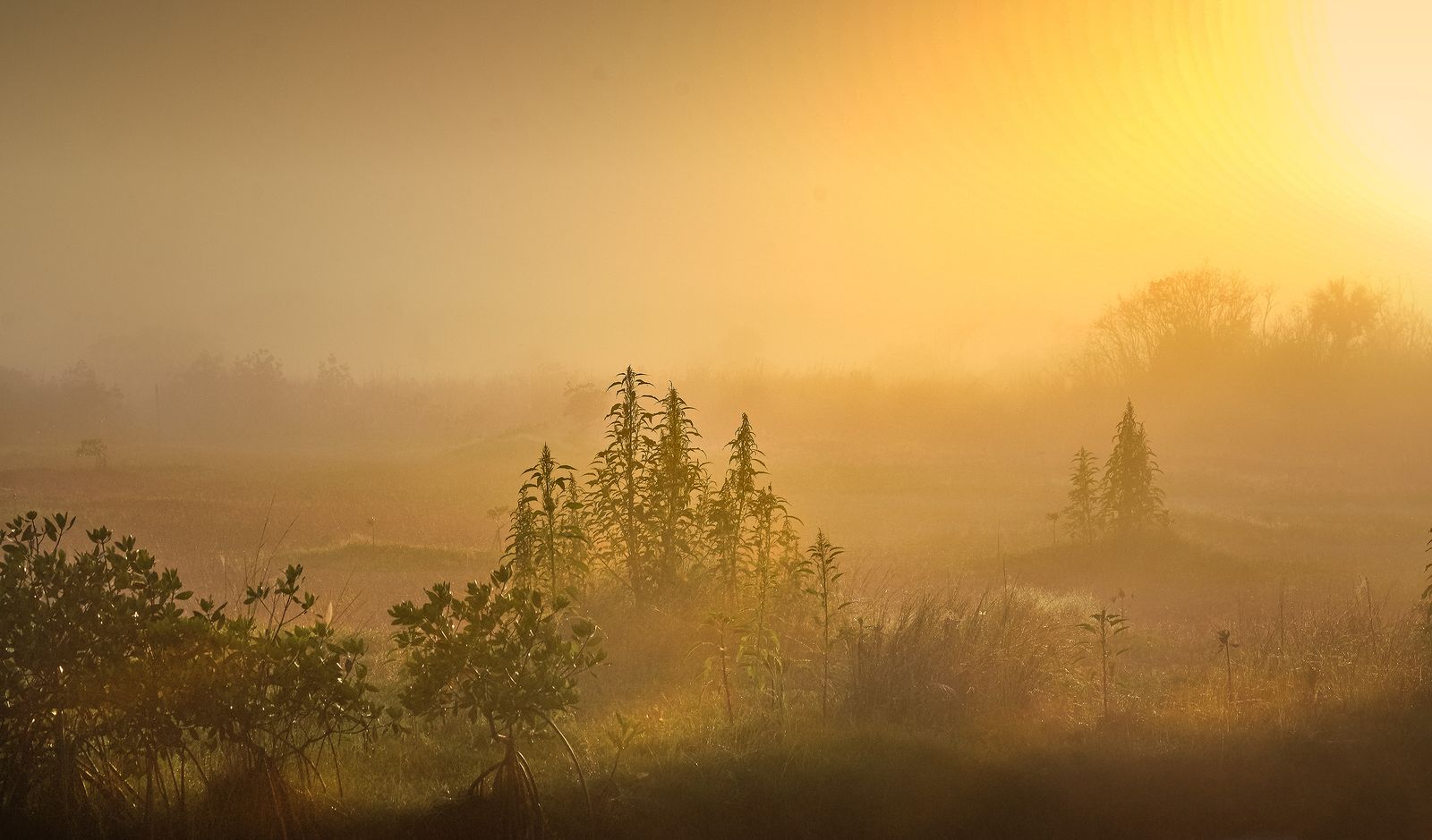 Golden light over a misty meadow at sunrise — photo by Ray Bilcliff on Pexels