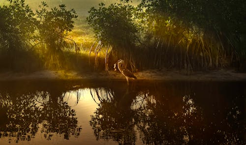 Бесплатное стоковое фото с деревья, мангровые заросли, мелководье
