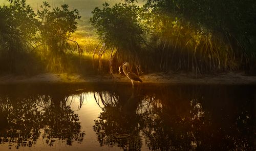 Free A heron stands in shallow water near mangroves, reflecting in sunlight. Stock Photo