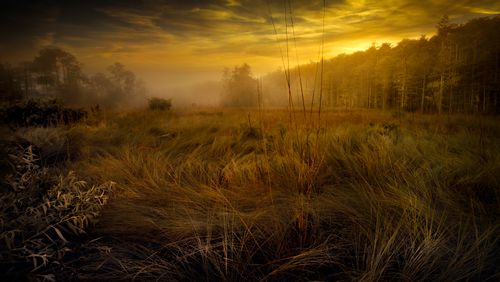Free Golden sunrise over foggy grassland with trees in background, creating a serene and warm nature scene. Stock Photo