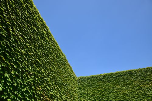 Free Close-up view of a lush green ivy-covered wall against a clear blue sky, capturing nature's serenity. Stock Photo