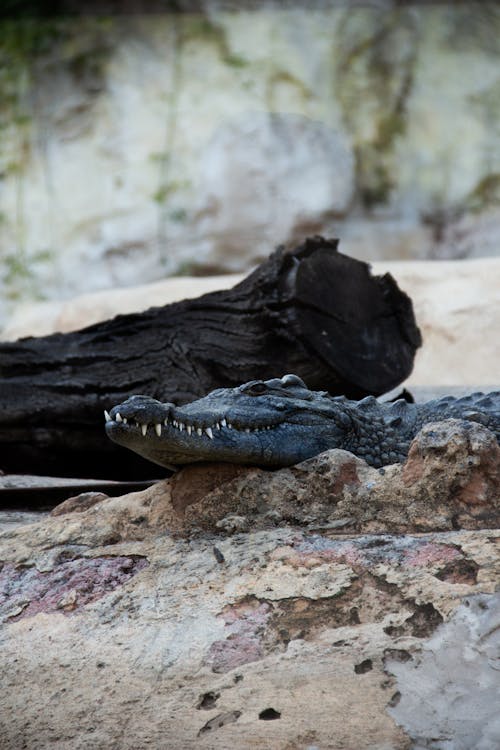 Foto profissional grátis de animal, animal do zoológico, Crocodilo