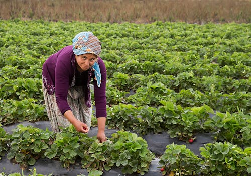 A Woman Harvesting Strawberries