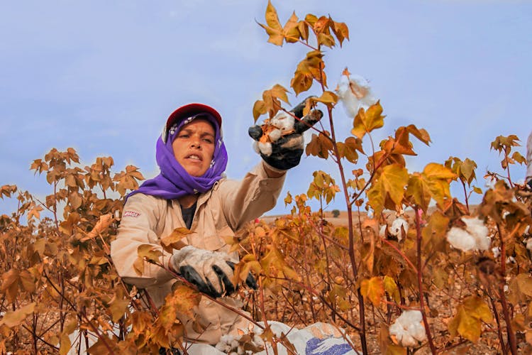 Woman Picking Up Cotton On Field