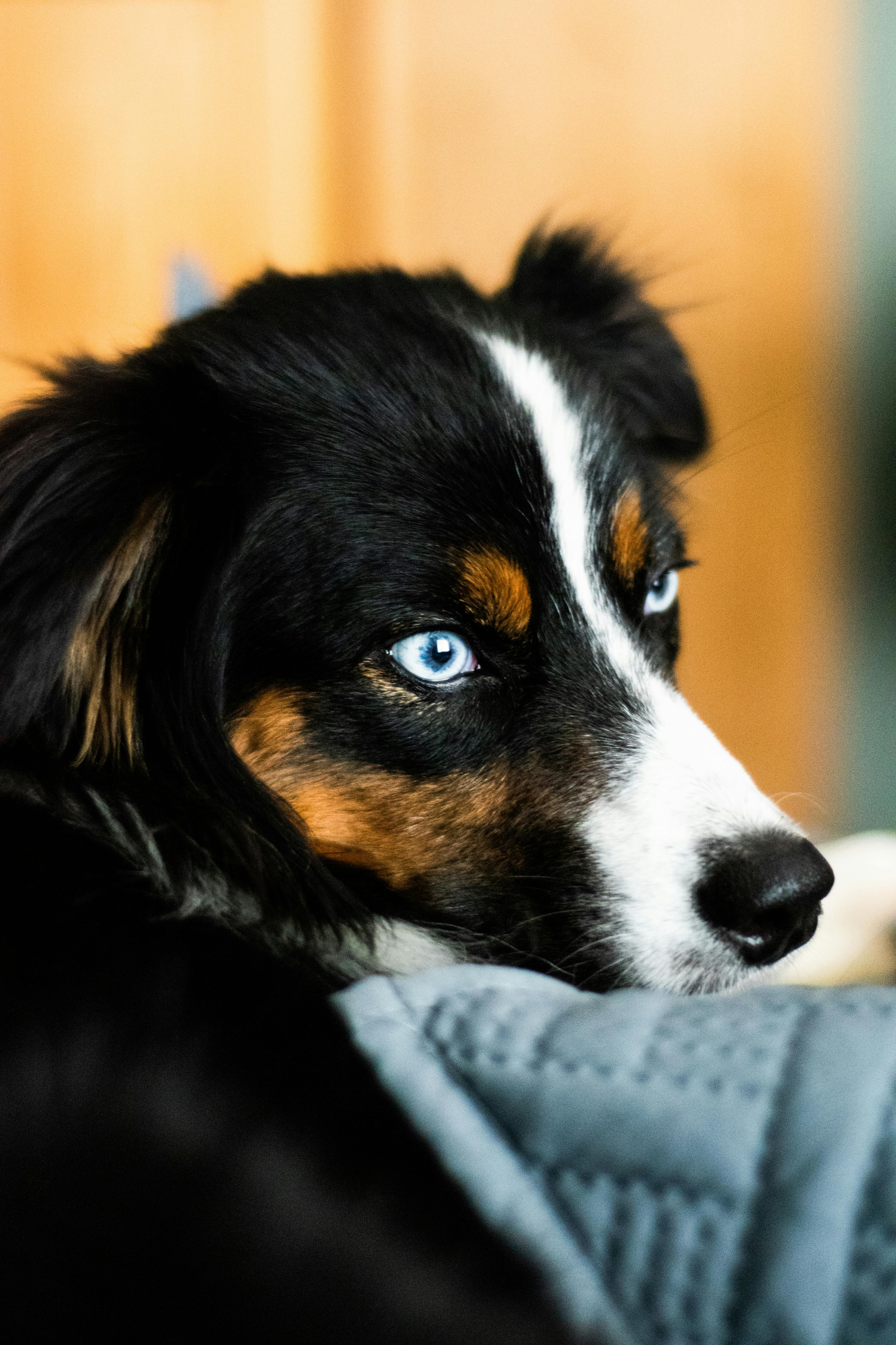 A Dog with its Eyes Closed · Free Stock Photo