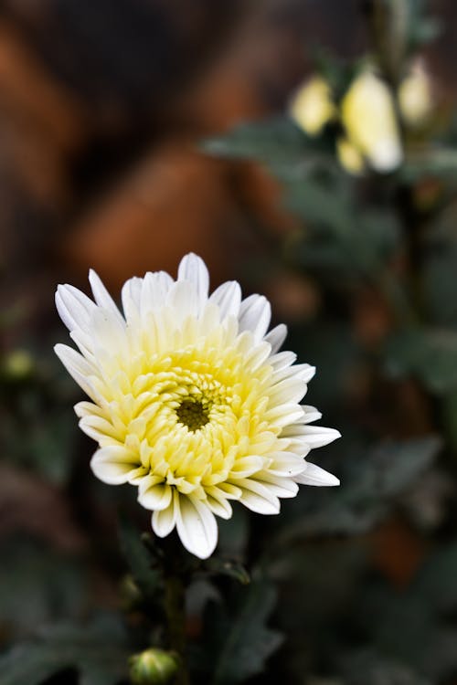 Darmowe zdjęcie z galerii z biały kwiat, chryzantema, delikatny