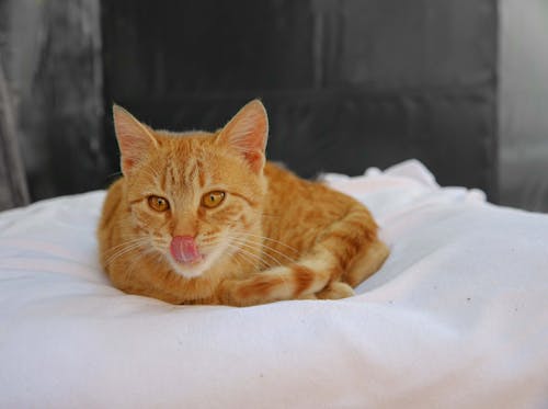 Free stock photo of domestic cat, pet, tongue