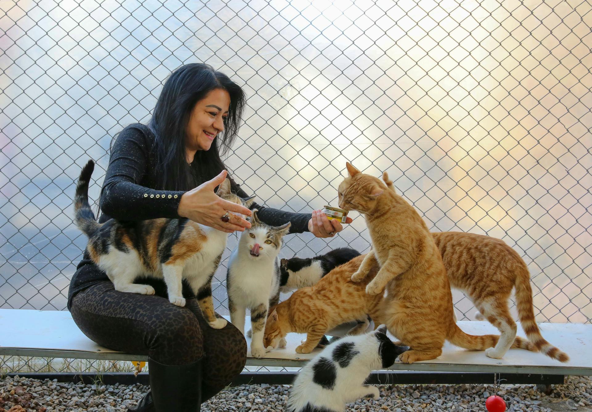 Smiling Woman Feeding Cats with Canned Cat Food