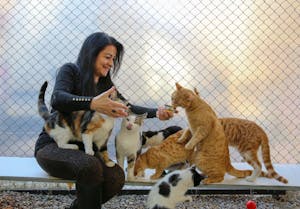 Smiling Woman Feeding Cats with Canned Cat Food