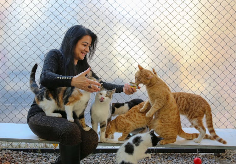 Smiling Woman Feeding Cats With Canned Cat Food