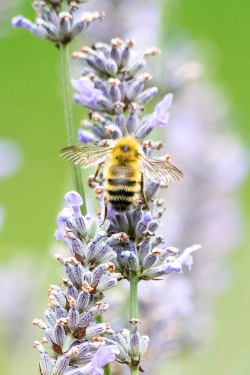 Free Macro Shot of a Bee Perched on a Flower Stock Photo