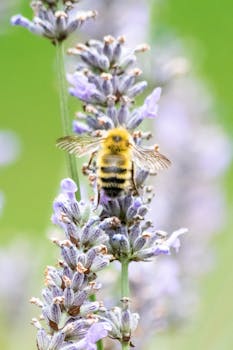 Close-up of a bee pollinating a lavender plant in spring bloom.