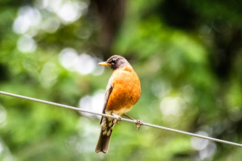 Free Close-Up Shot of a Redstart Bird Perched on a Rope Stock Photo