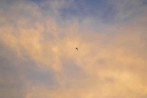 From below of single bird soaring high in air with spread wings on sky covered with white clouds in nature