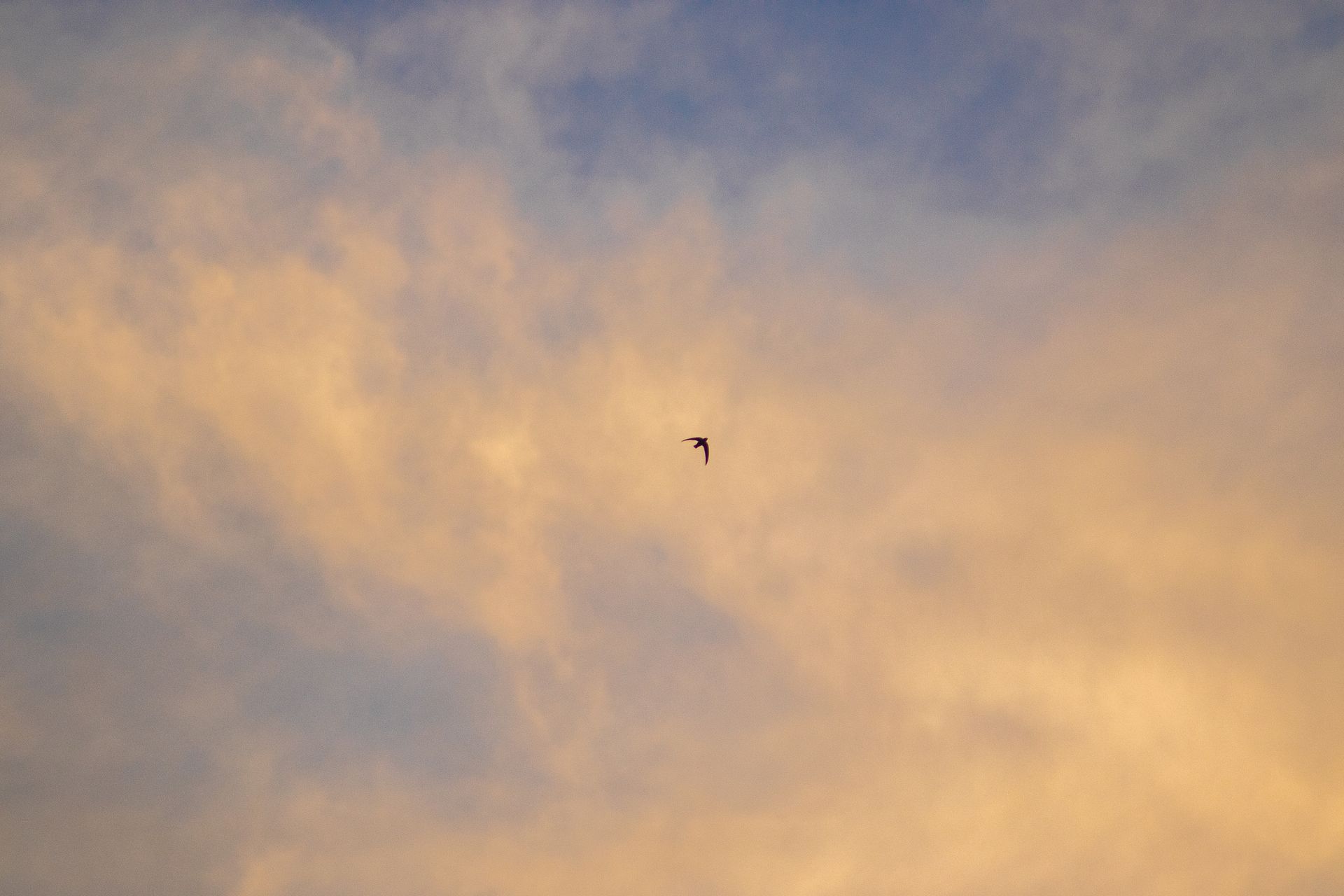 From below of single bird soaring high in air with spread wings on sky covered with white clouds in nature
