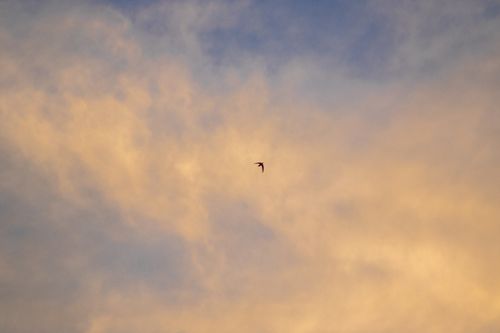 Free From below of single bird soaring high in air with spread wings on sky covered with white clouds in nature Stock Photo