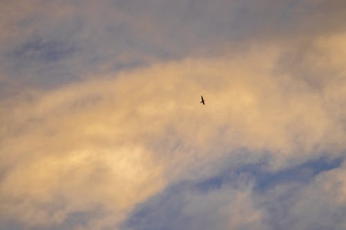 Free From below of wild bird soaring over white clouds on sky at sundown Stock Photo