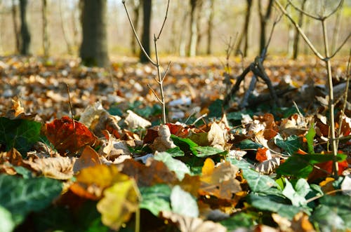 Close-Up Shot of Dry Leaves on the Ground