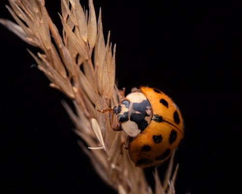 Closeup of little orange ladybug with black spots on dry grass of field on black background