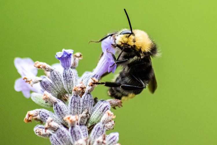 Yellow-faced Bumble Bee On Flower Buds