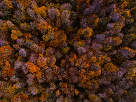 Stunning aerial shot of colorful autumn trees in Istanbul, capturing the essence of fall with rich hues.