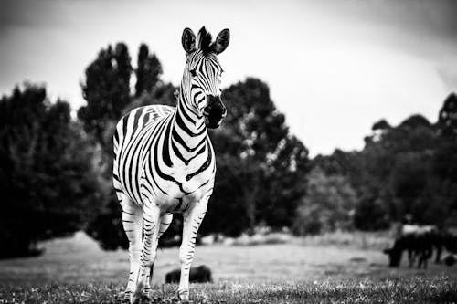 Gratis Zebra Dalam Fotografi Grayscale Foto Stok