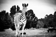 在南非宁静的牧场上，矗立着一只引人注目的黑白斑马