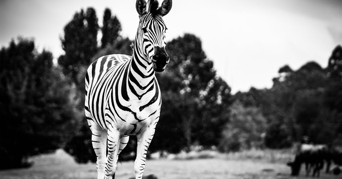 Free stock photo of animal, animal photography, black-and-white