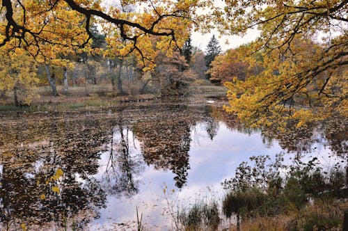 Ingyenes stockfotó fák, Svédország, szép témában
