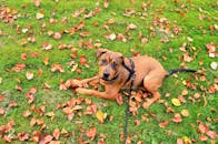 一只可爱的棕色小狗拴着皮带，坐在公园里，周围是五彩缤纷的秋叶