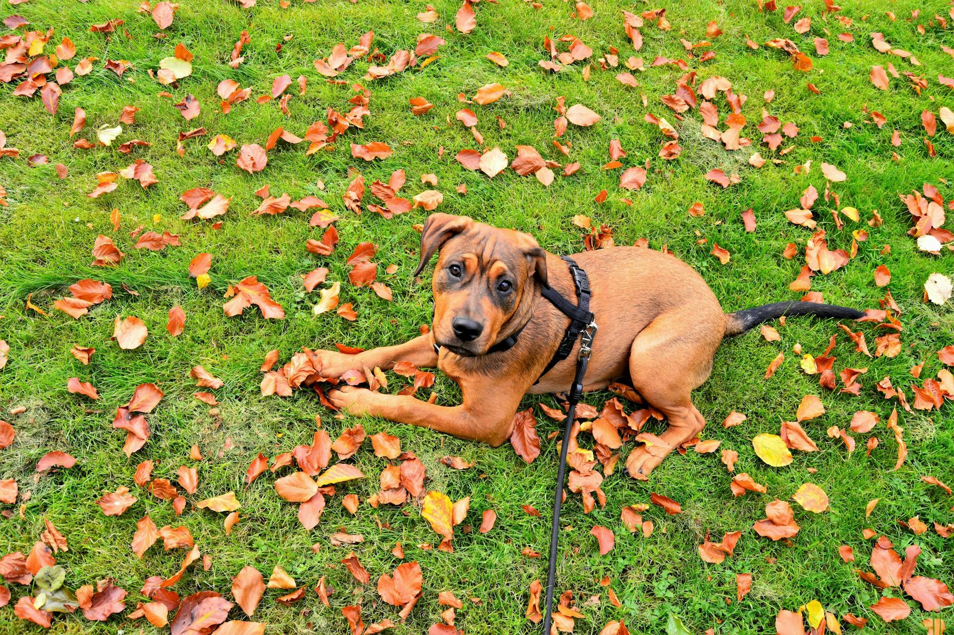 Tan Pit Bull Terrier Puppy