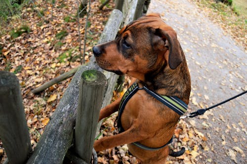 Short-coated Brown Dog