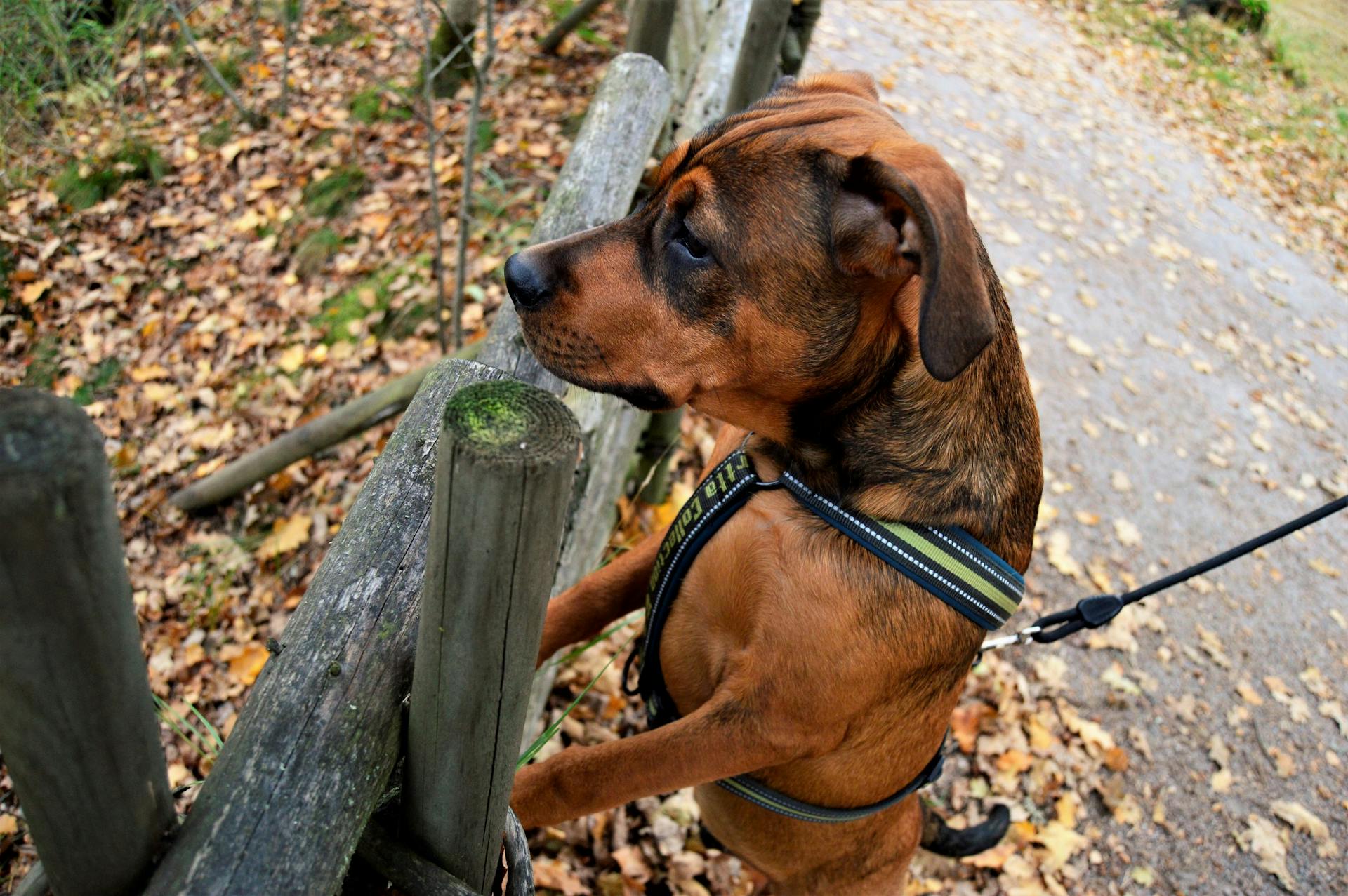 Short-coated Brown Dog