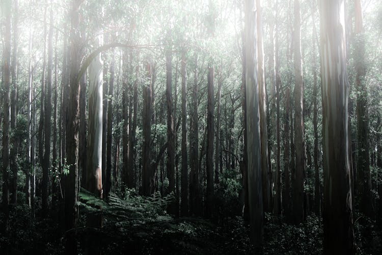 Lush Tall Trees In The Woods Of Mount Dandenong In Victoria, Australia