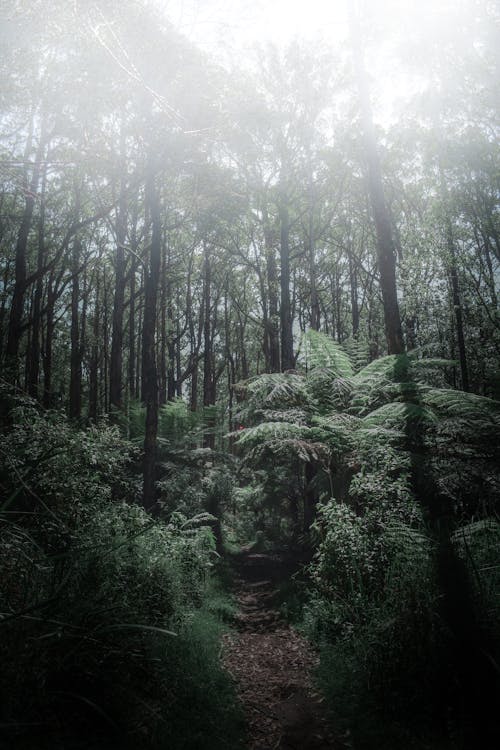 Imagine de stoc gratuită din arbori, australia, ceață