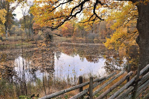 Бесплатное стоковое фото с вода, деревья, забор