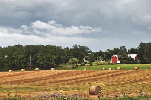 Free Hay Rolls on Crop Field Stock Photo