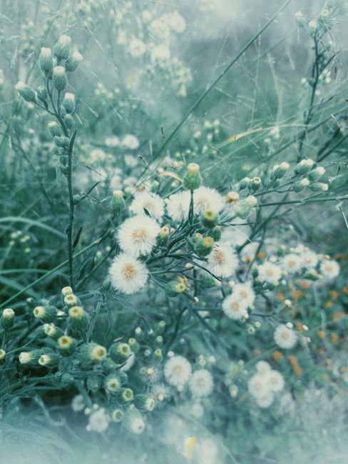 A serene view of white flowers shrouded in mist, capturing nature's tranquility.