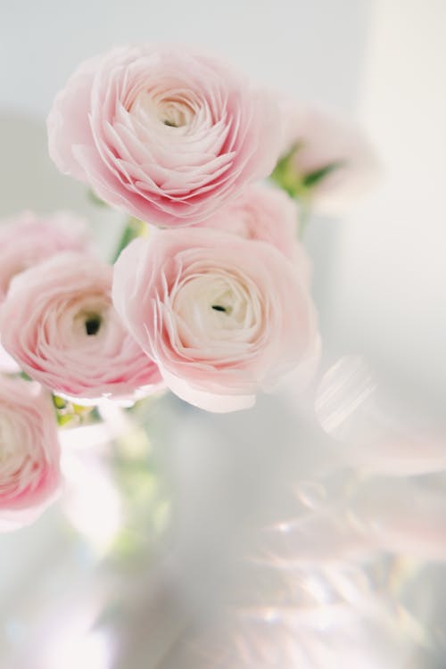 Free Close-Up Shot of Pink Roses in Bloom Stock Photo