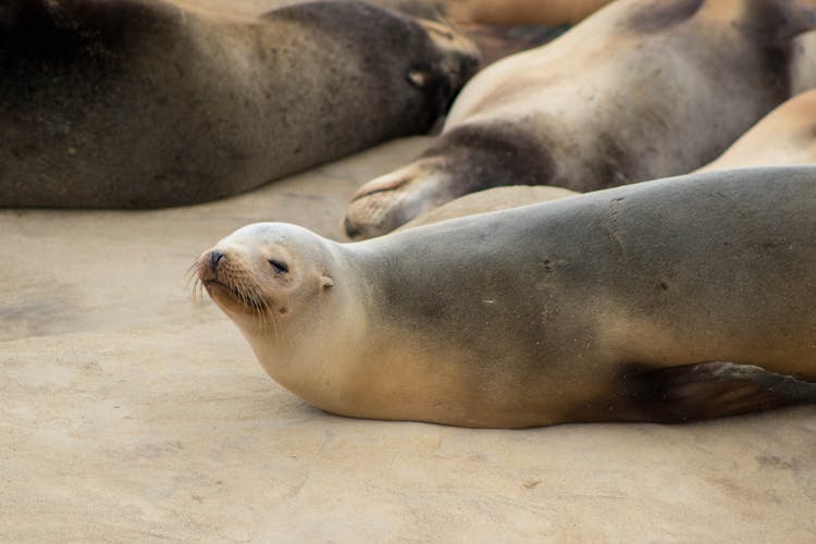 Close-up Of Sea Lions 