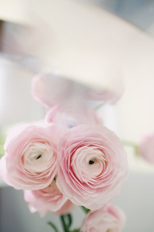 Free Close-Up Shot of Pink Roses in Bloom Stock Photo