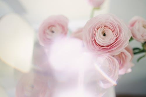 Foto profissional grátis de aumento, de flores, delicado