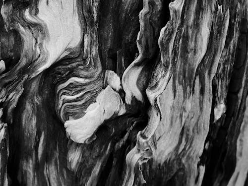 Free Grayscale Photo of a Tree Trunk Stock Photo